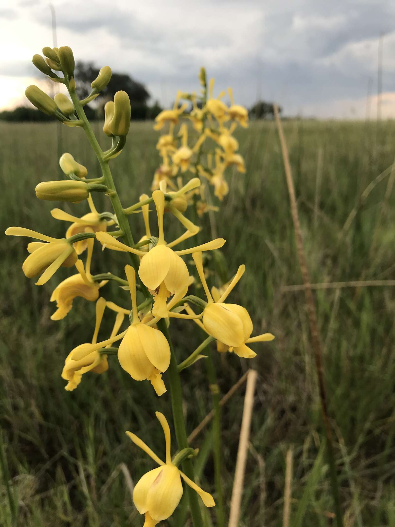 Image de Eulophia angolensis (Rchb. fil.) Summerh.