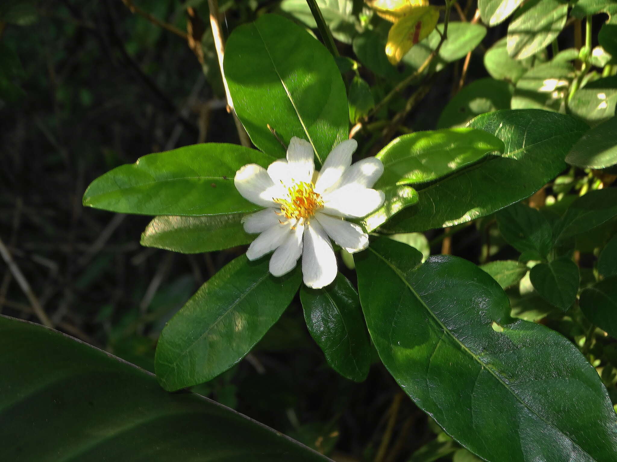 Слика од Xylotheca kraussiana Hochst.