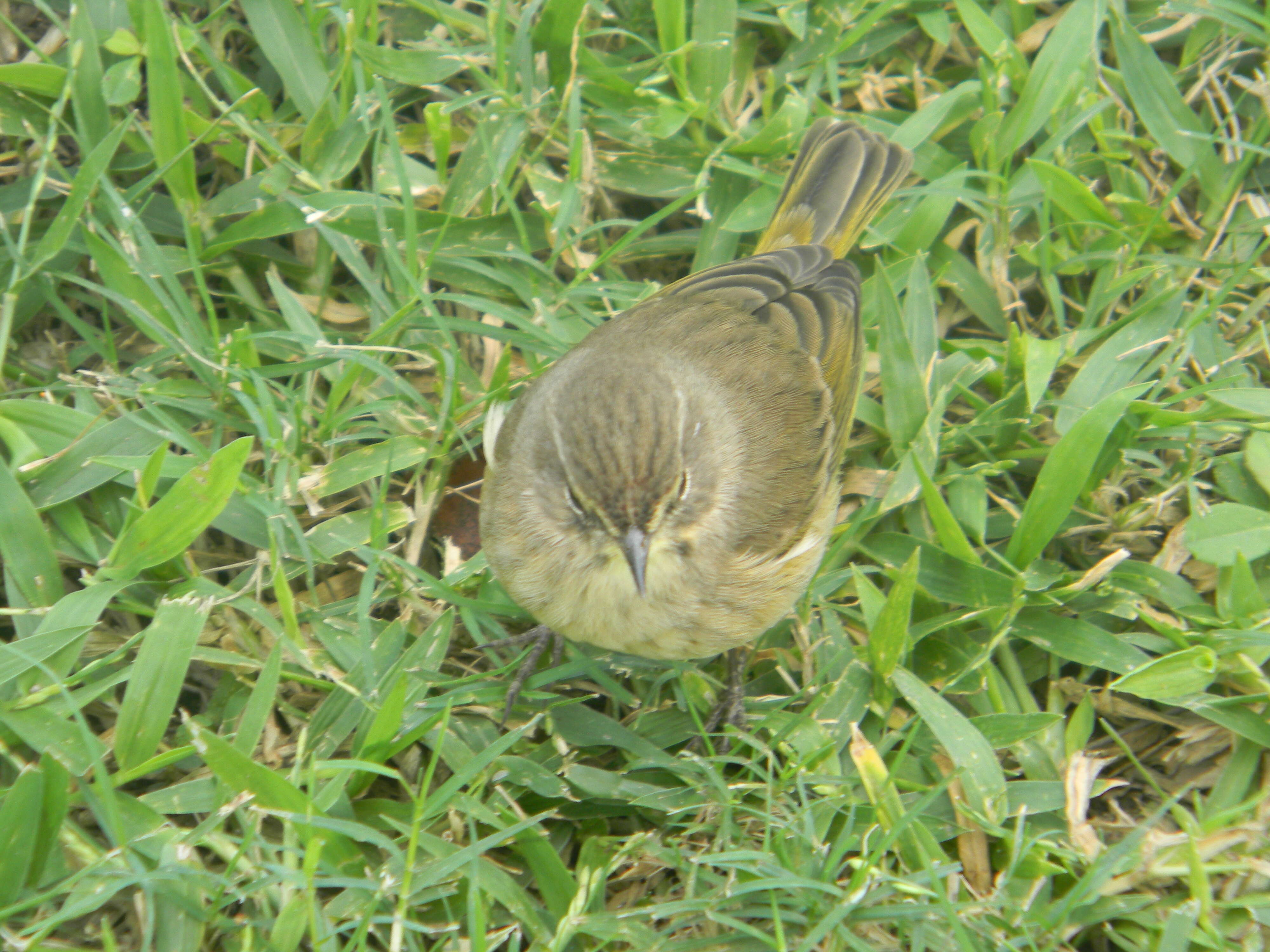 Image of Torreornis Barbour, Peters & JL 1927