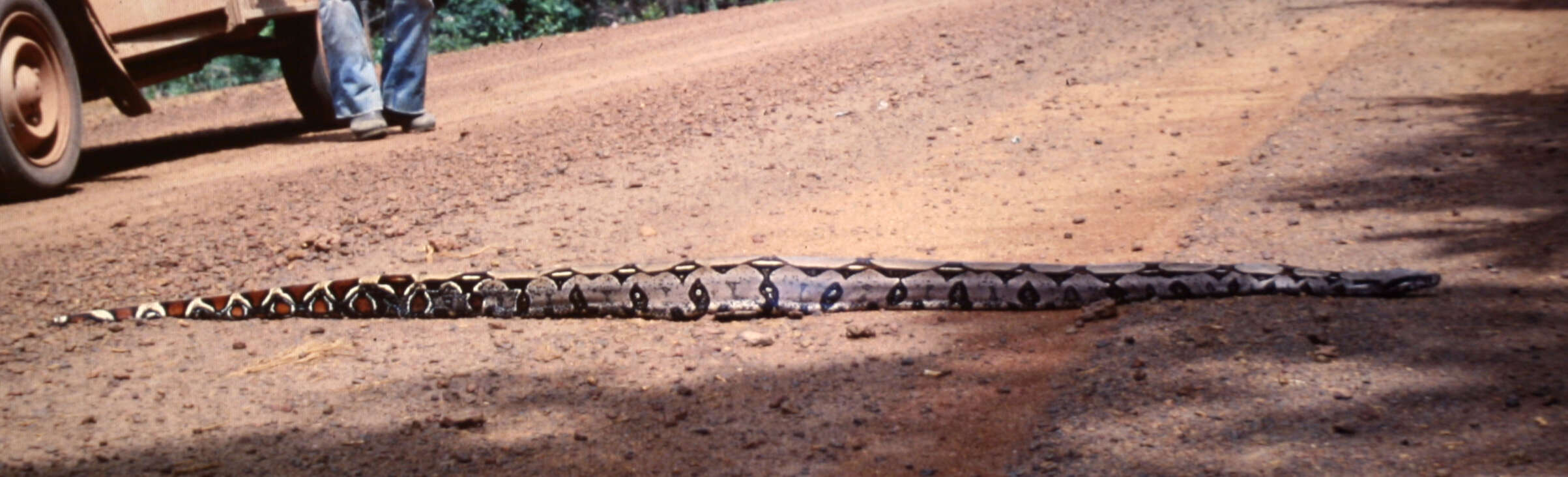 Boa constrictor Linnaeus 1758 resmi