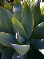 صورة Agave mitis Mart.