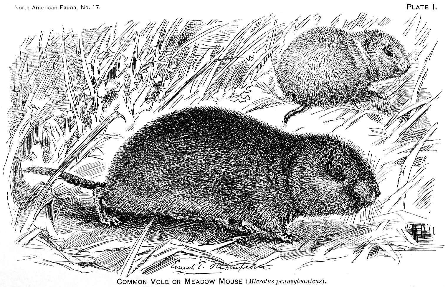 Image of Microtus subgen. Mynomes Rafinesque 1817