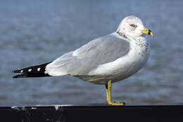 Image of Ring-billed Gull