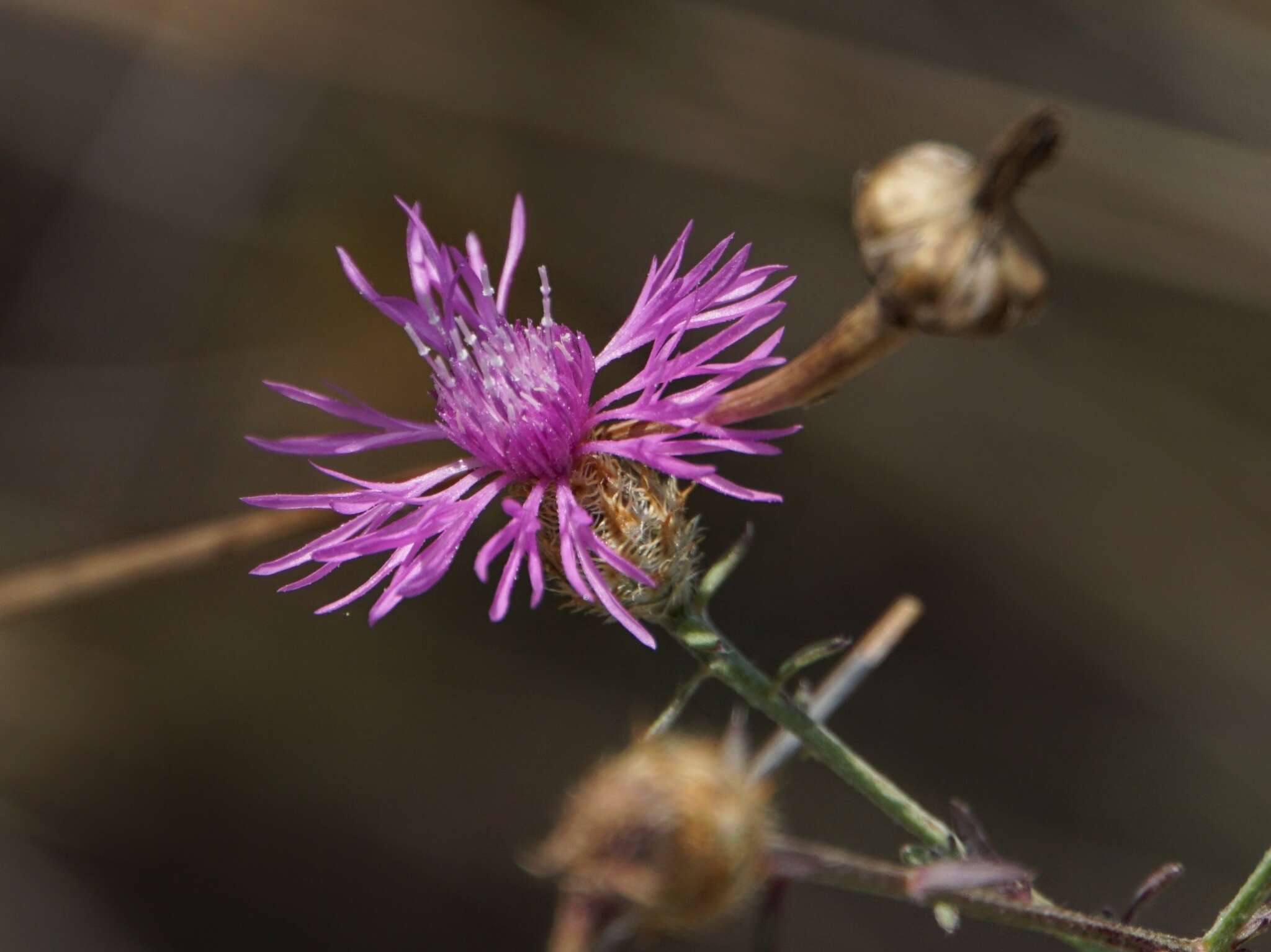 Слика од Centaurea glaberrima Tausch