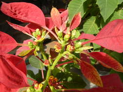 Image of poinsettia