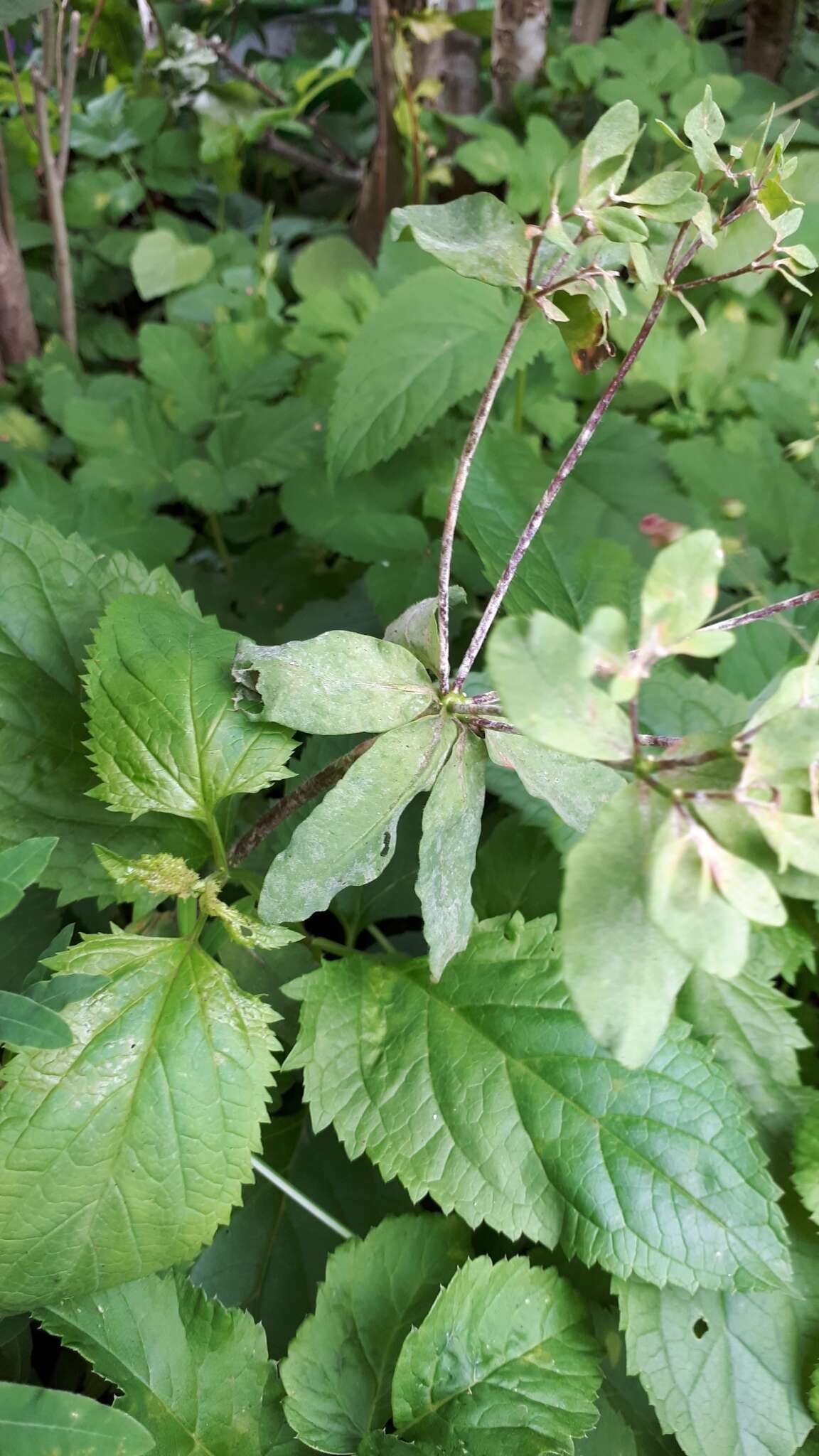 Podosphaera euphorbiae (Castagne) U. Braun & S. Takam. 2000的圖片