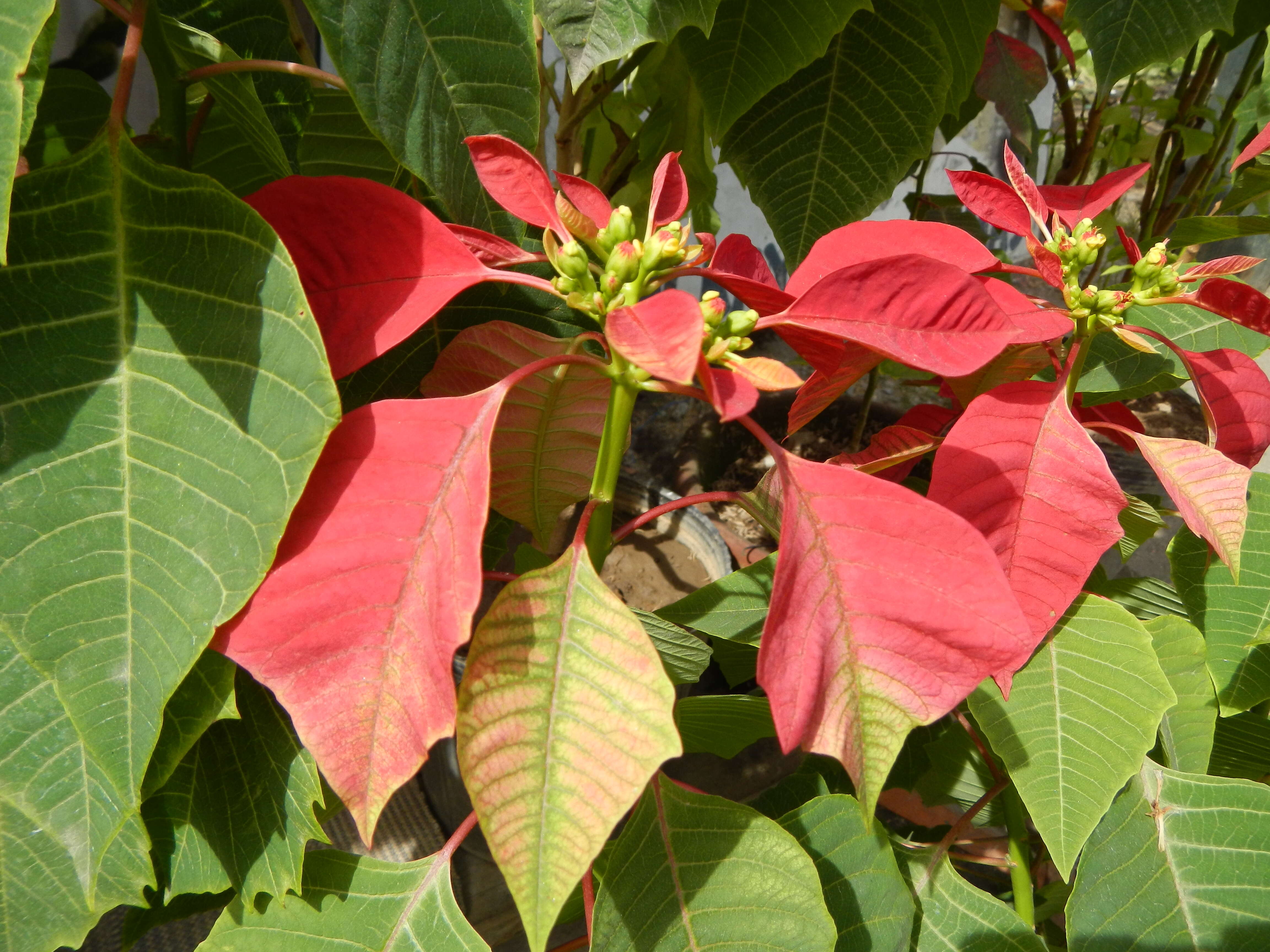 Image of poinsettia