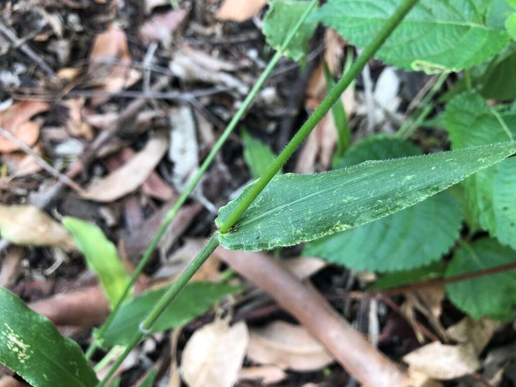 Plancia ëd Brachiaria foliosa (R. Br.) Hughes