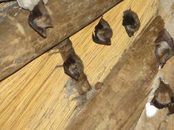 Image of Hairy Slit-faced Bat -- Hairy Slit-faced Bat