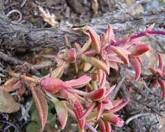 Слика од Crassula capitella subsp. thyrsiflora (Thunb.) Tölken