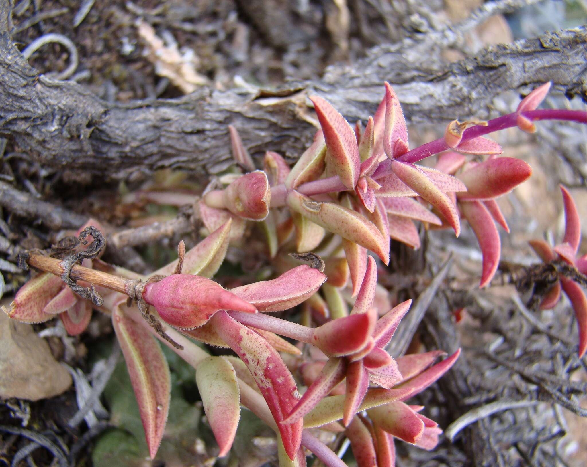 Image of Crassula capitella subsp. thyrsiflora (Thunb.) Tölken