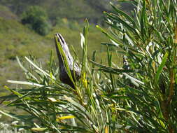 Image de Protea repens (L.) L.