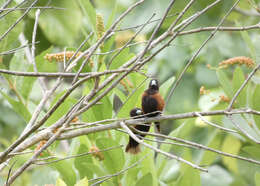 Sivun Lonchura atricapilla jagori (Martens & KE 1866) kuva