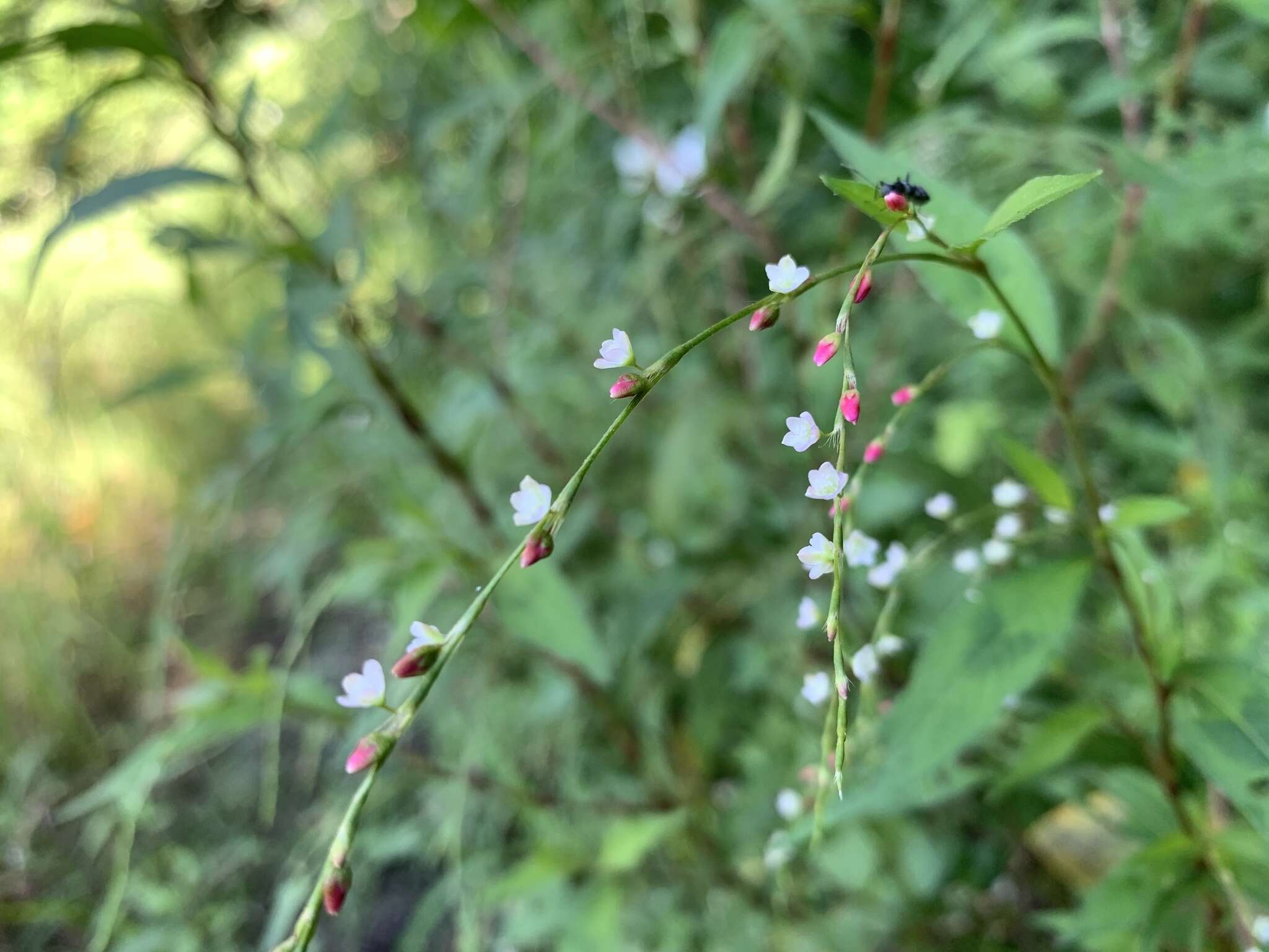 صورة Persicaria pubescens (Bl.) Hara