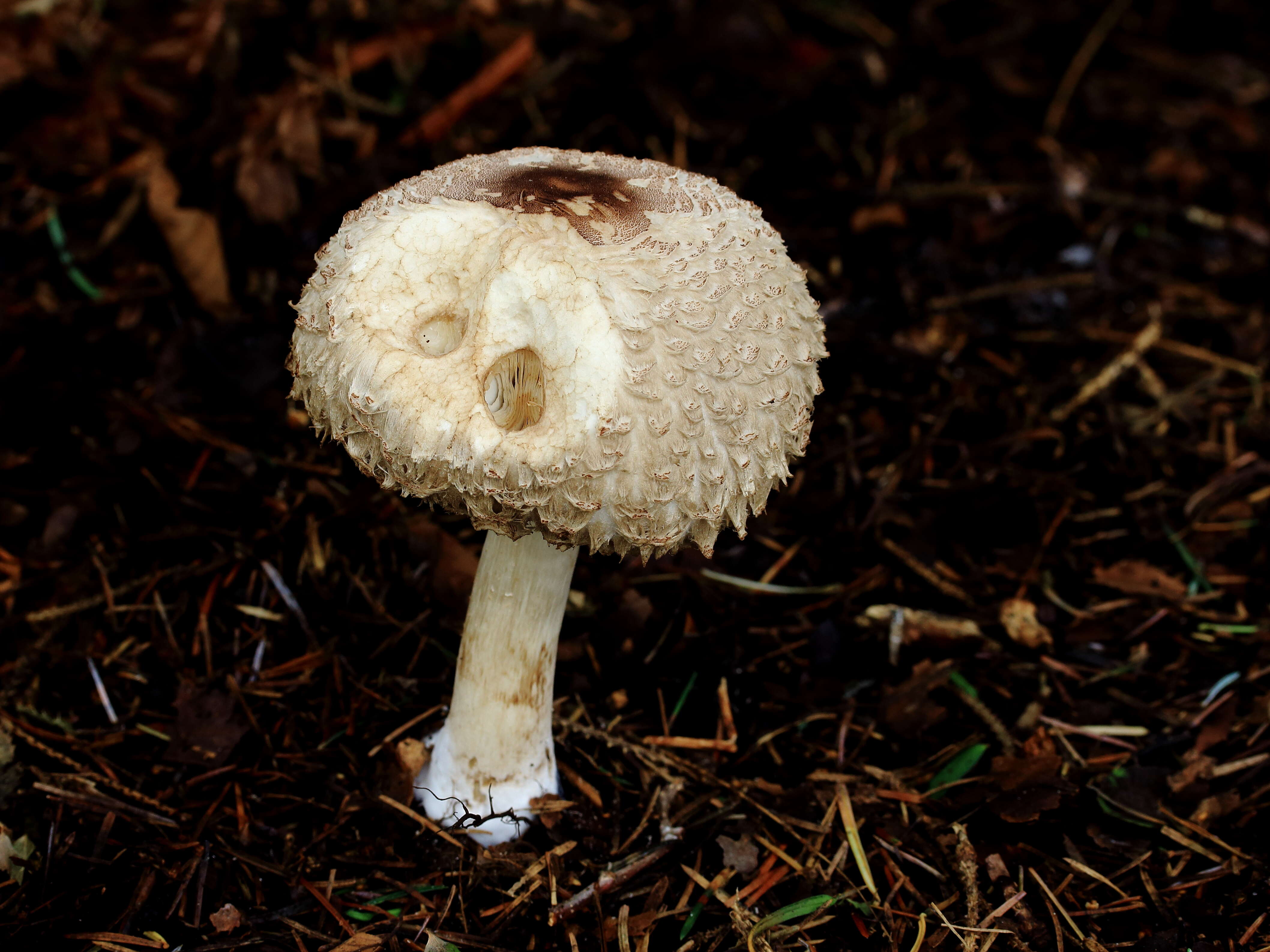 Plancia ëd Chlorophyllum rhacodes