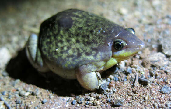 Image of Marbled Snout-burrower