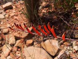 Image of Astroloba rubriflora (L. Bolus) Gideon F. Sm. & J. C. Manning