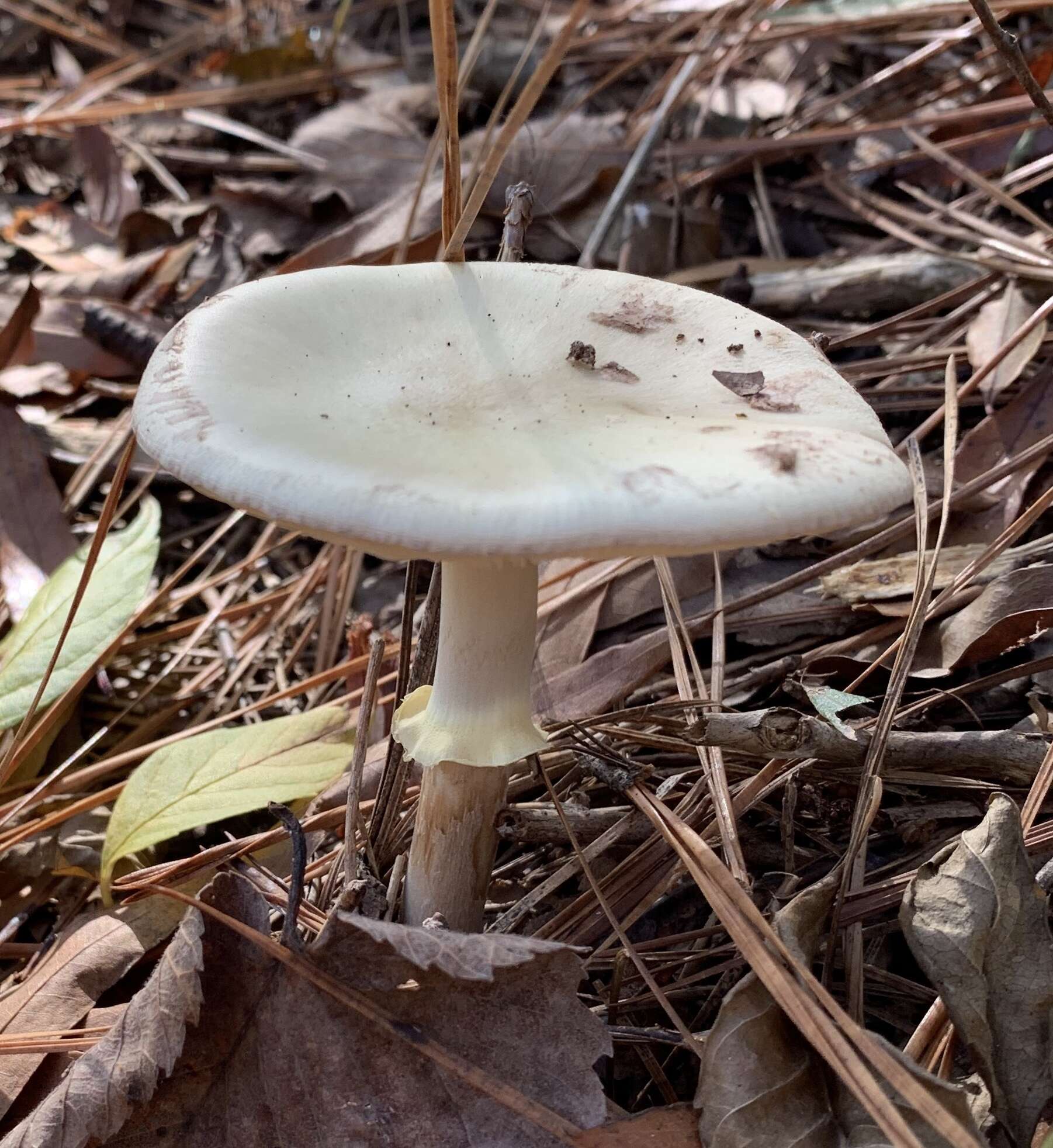 Image of Coker's Lavender Staining Amanita