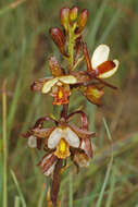 Image de Eulophia tenella Rchb. fil.