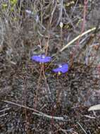 صورة Utricularia uniflora R. Br.