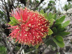 Sivun Callistemon pyramidalis (Craven) Udovicic & R. D. Spencer kuva