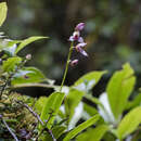 Image de Masdevallia rafaeliana Luer