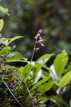 Image de Masdevallia rafaeliana Luer