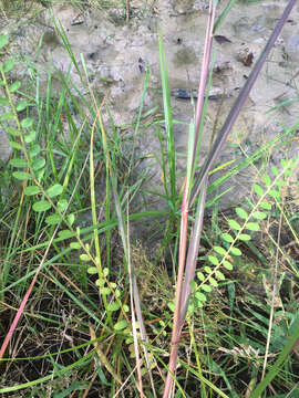 Image of Bird-Seed Leaf-Flower