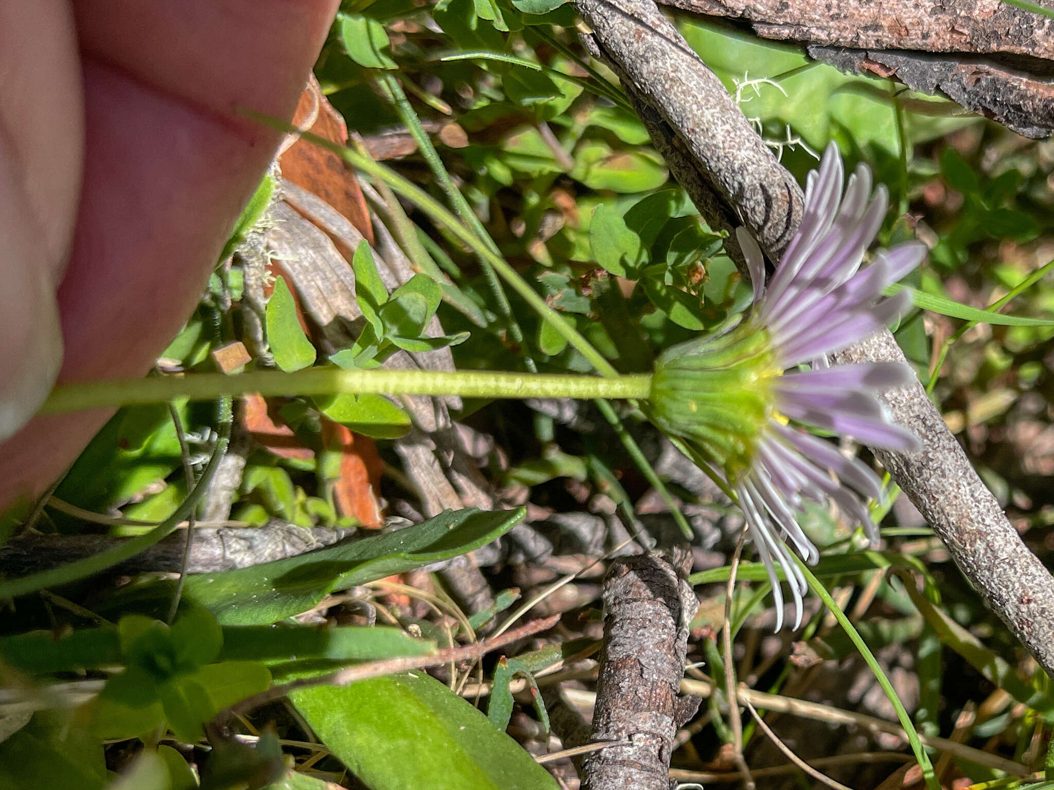 Image of Brachyscome decipiens Hook. fil.