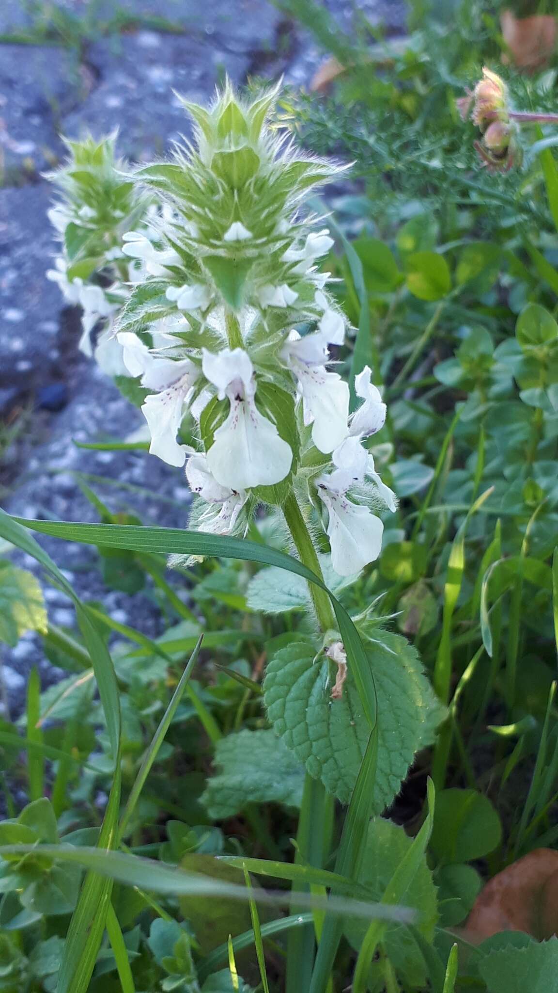 Слика од Stachys ocymastrum (L.) Briq.