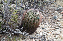 Image of Gymnocalycium schickendantzii subsp. schickendantzii