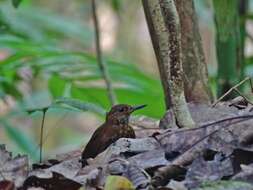 Image of Scaly-throated Leaftosser