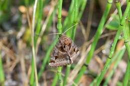 Image of Toothed Somberwing