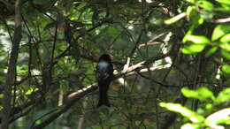 Image of Common Square-tailed Drongo