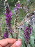 Image of Astragalus listoniae Boiss.