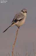 Image of Chinese Grey Shrike