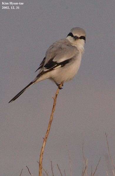 Image of Chinese Grey Shrike