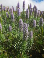 Image of Echium hierrense Webb ex C. Bolle