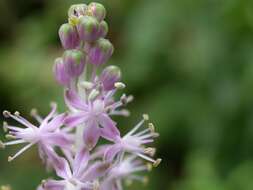 Image of Barnardia japonica (Thunb.) Schult. & Schult. fil.