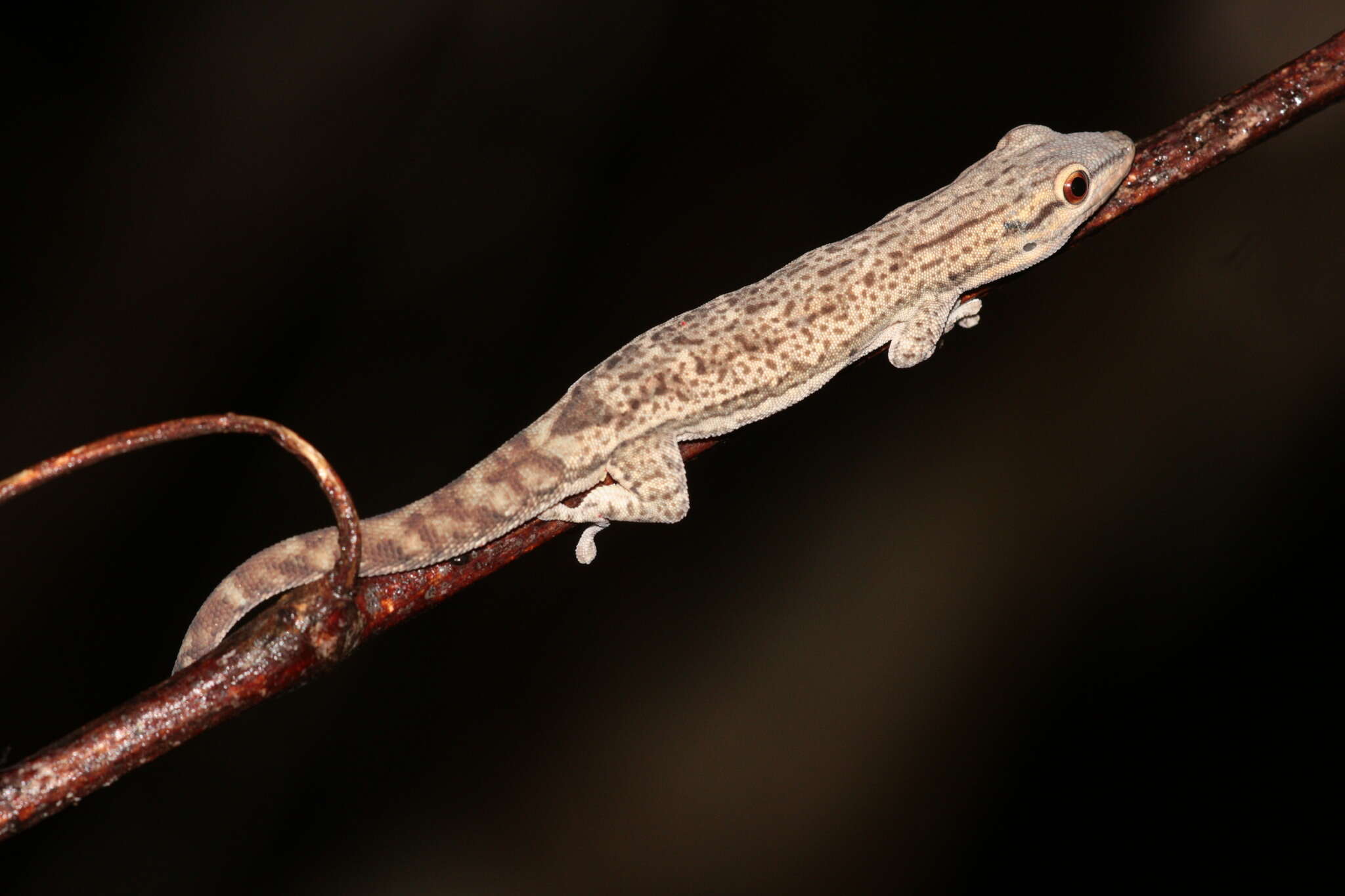 Plancia ëd Phelsuma mutabilis (Grandidier 1869)