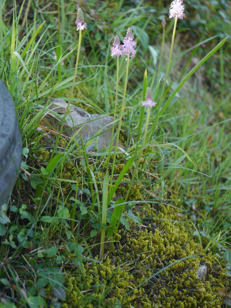 Image of Barnardia japonica (Thunb.) Schult. & Schult. fil.