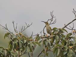 Image of Streaked Spiderhunter