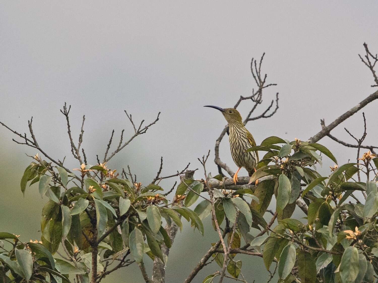 Image of Streaked Spiderhunter