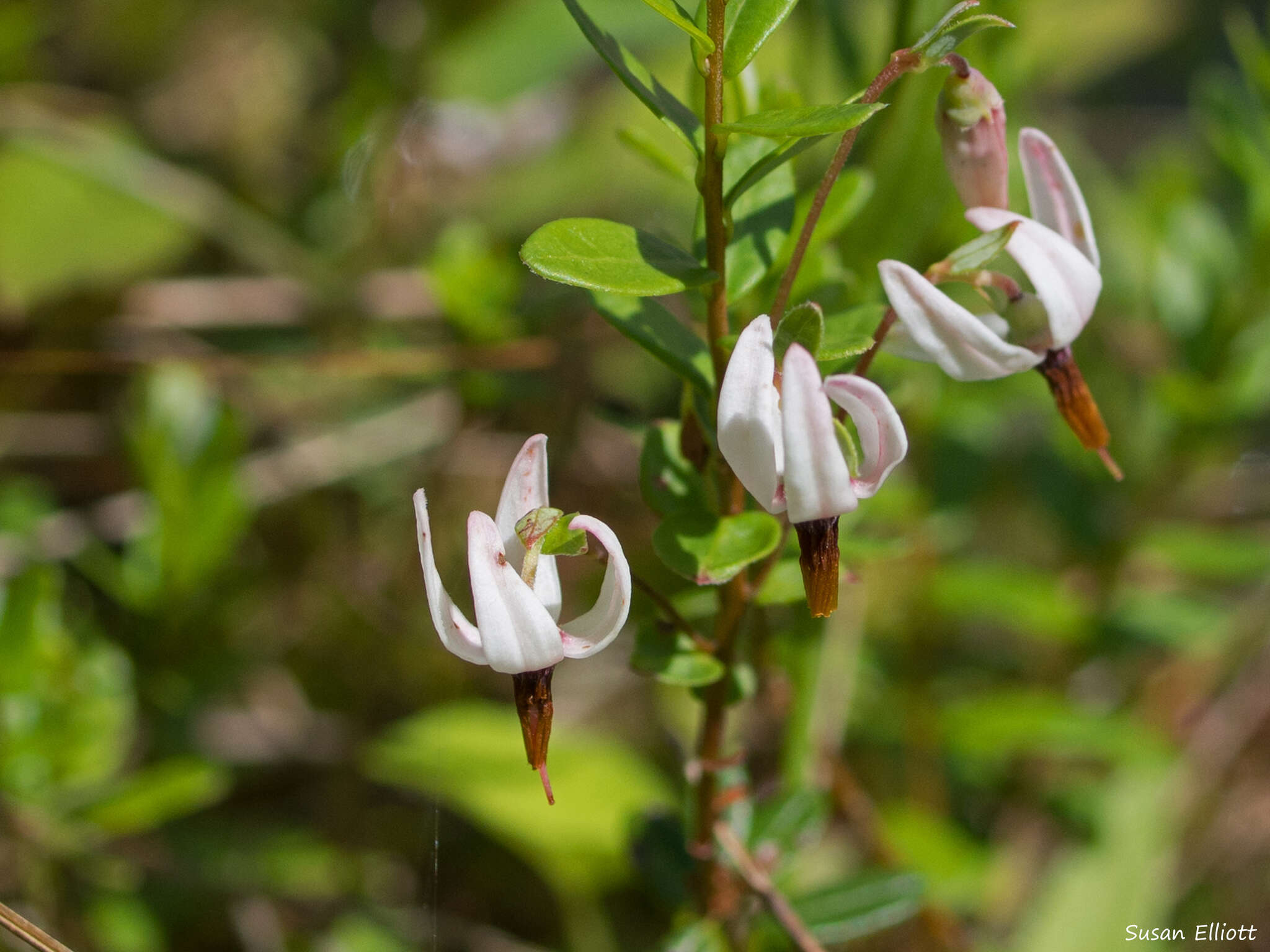 Sivun Vaccinium macrocarpum Aiton kuva