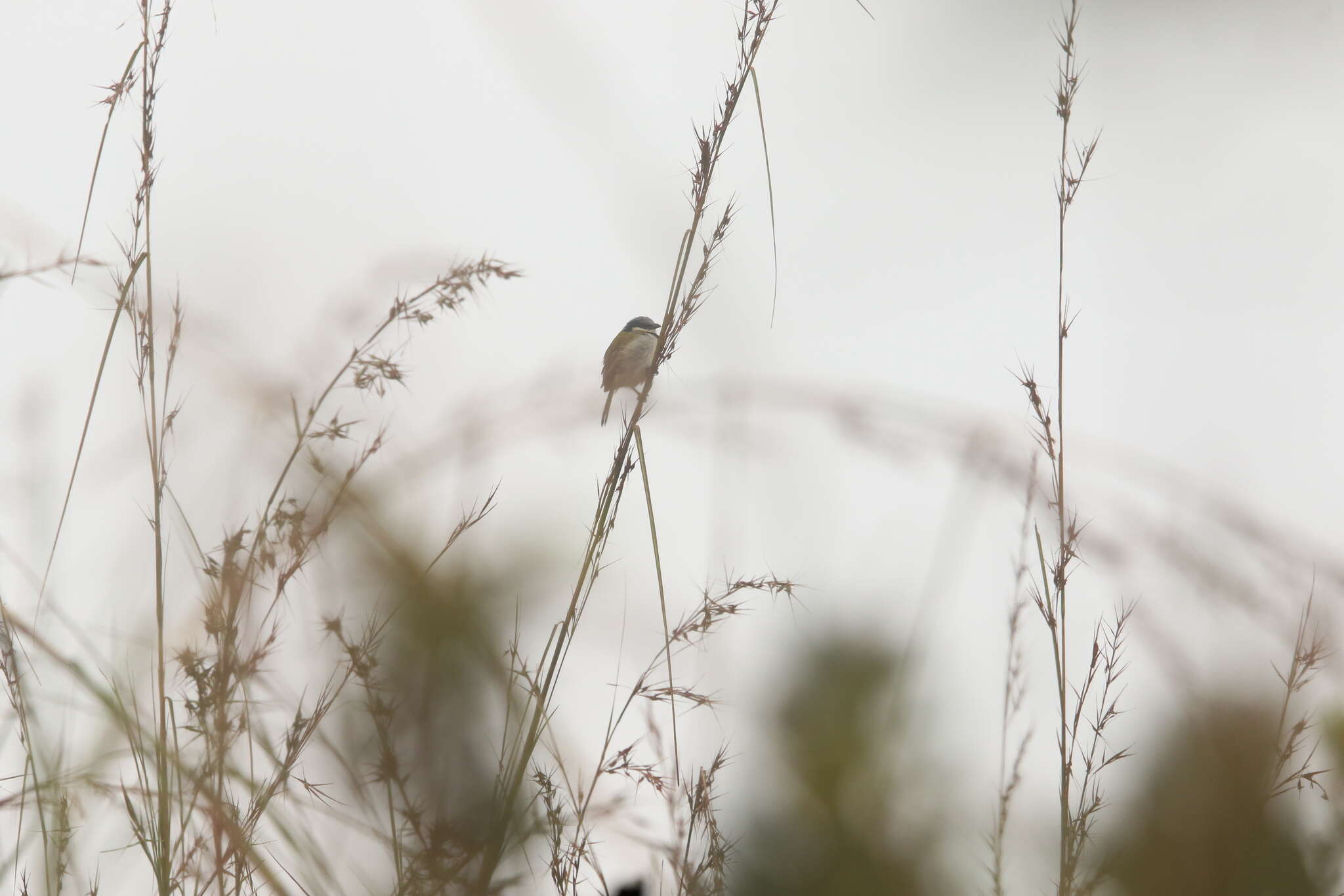 Image of Black-collared Bulbul