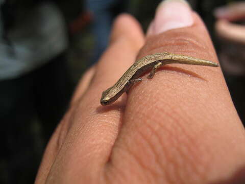 Image of Common Dwarf Salamander