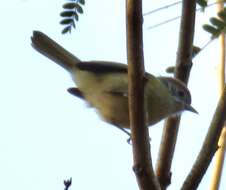 Image of Rufous-crowned Greenlet