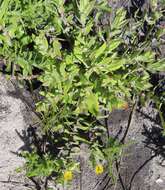 Image of Osteospermum ilicifolium L.