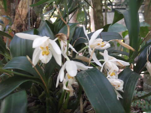 Image of Coelogyne corymbosa Lindl.