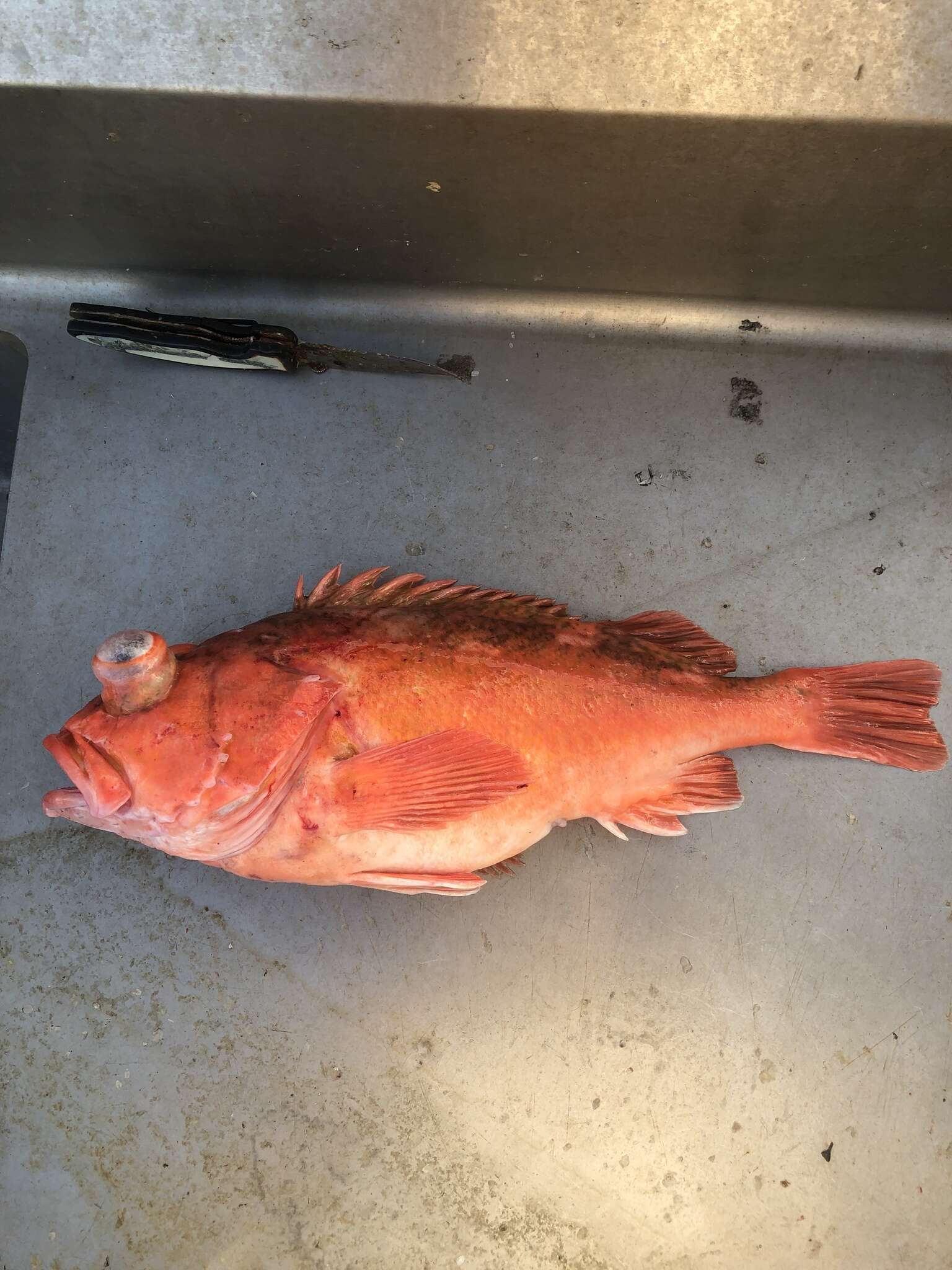 Image of Pink rockfish